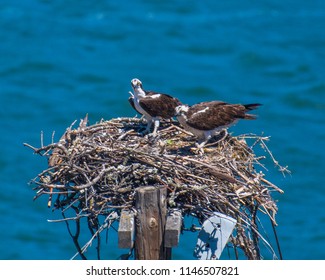 Osprey & Chicks 