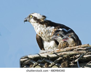 Osprey And Chicks In Nest