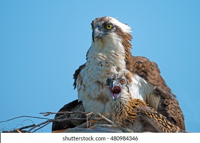 Osprey And Chicks In Nest