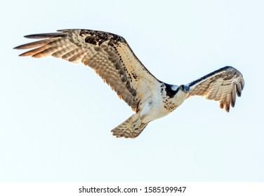 Osprey Close Up At Santa Clara River Lagoon