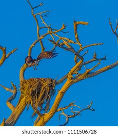 An Osprey Coming Home To Its Nest In A Dead Tree In Florida As The Evening Light Shines On Its Wings