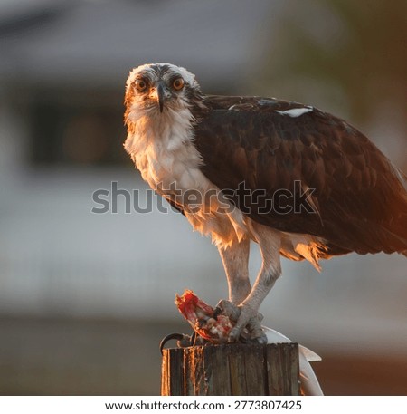 osprey devouring a fish in the harbour