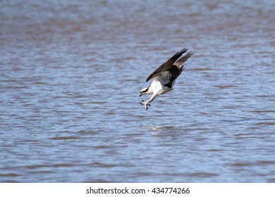 Osprey Dive