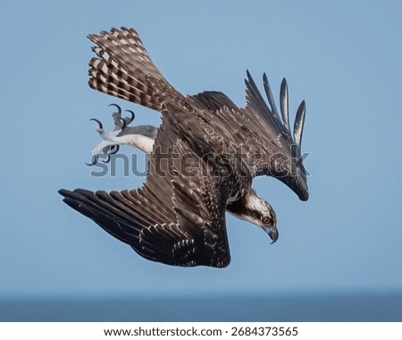 Osprey diving and catching fish
