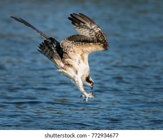 Osprey Diving In Water To Catch A Menahden Fish