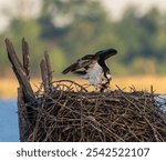 An osprey eating a fish in its nest on blurred background