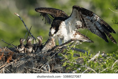 Osprey Family At Blue Cypress Lake 