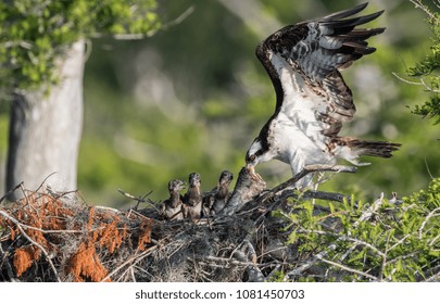 Osprey Feeding Its Chicks 