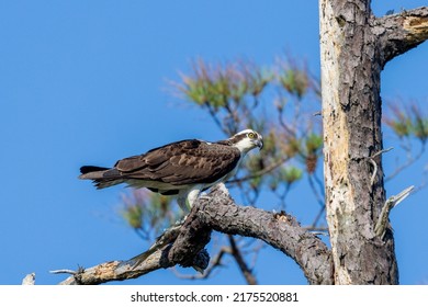 Osprey Feeding On A Fish At Alligator River National Wildlife Refuge, North Carolina