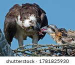 Osprey Feeding It