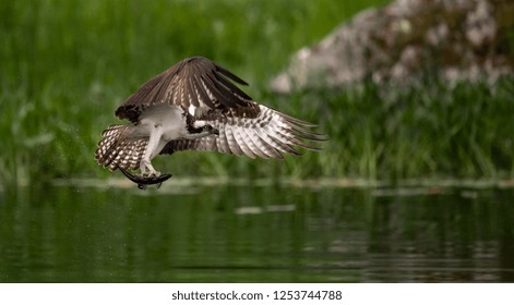 Osprey With A Fish