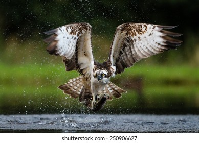 Osprey With Fish