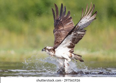 Osprey With Fish