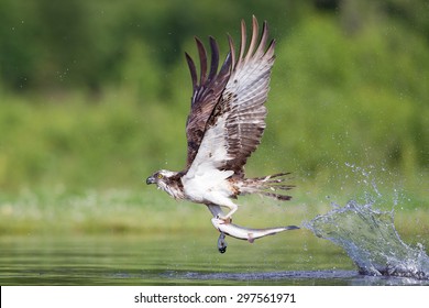 Osprey With Fish