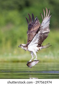 Osprey With Fish