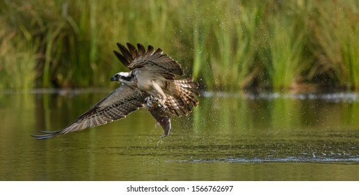 Osprey with fish in the Scottish Highlands