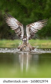 An Osprey fishes in Scotland