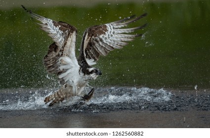 An Osprey Fishing 