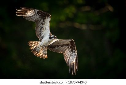 An osprey fishing in Florida 
