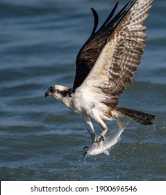 An Osprey Fishing in Florida 