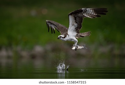 Osprey Fishing In Maine 