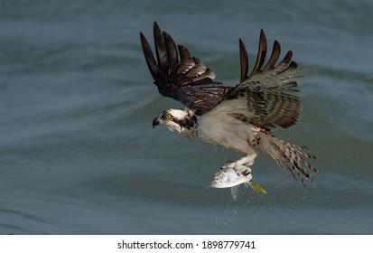 An Osprey Fishing in the Ocean in Florida 