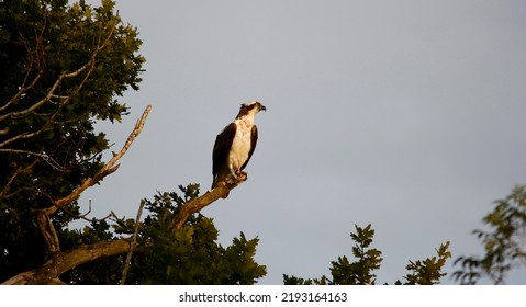 Osprey Fishing At A Trout Farm In The UK