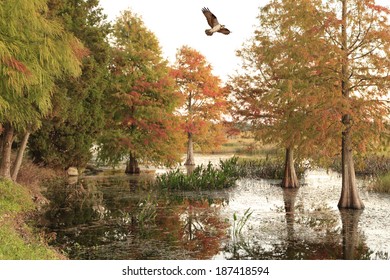 An Osprey Flies Over the Bald Cypress Trees in The Fall 