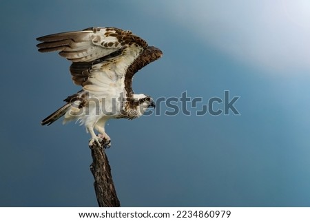 An Osprey flies from a strong old stump, showing its formidable claws.