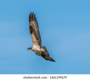 An Osprey flies with a sun fish in its claws with a blue sky background