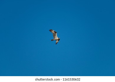 Osprey in flight
