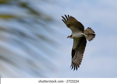 An Osprey in flight