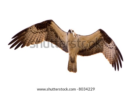 Awesome bird of prey in flight