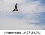 Osprey in flight above green treetops.  Colorado osprey in the air, flying through blue sky.  Predator bird in nature with blue sky and green leafy trees.