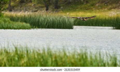 Osprey In Flight Above Water