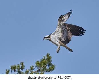 Osprey In Flight, Closeup View