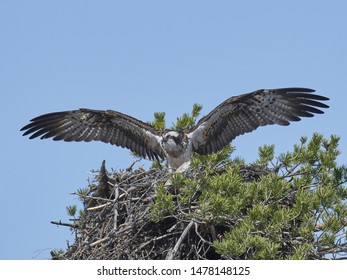 Osprey In Flight, Closeup View