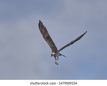 Osprey In Flight, Closeup View