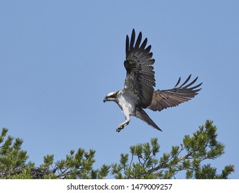 Osprey In Flight, Closeup View