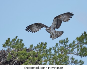 Osprey In Flight, Closeup View