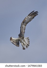 Osprey In Flight, Closeup View