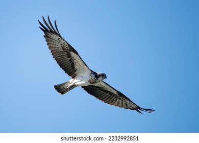 Osprey in flight finding fish in ocean sea, sea hawk, fish hawk, predator bird hunter   fly freedom on blue sky. - Powered by Shutterstock