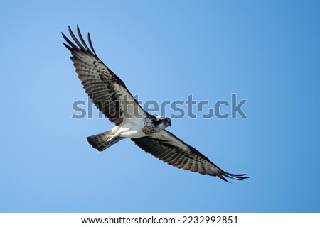 Osprey in flight finding fish in ocean sea, sea hawk, fish hawk, predator bird hunter   fly freedom on blue sky.
