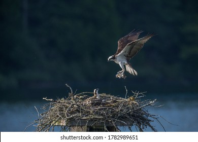 Osprey in Flight with fish at Pitt Meadows BC Canada