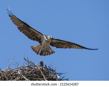 Osprey In Flight Full Wing Span