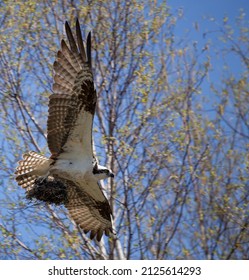 Osprey In Flight Full Wing Span