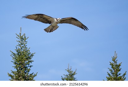 Osprey In Flight Full Wing Span