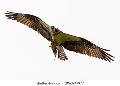 Osprey in flight holding a fish in talons with tongue exposed. Light hitting very bright yellow eyes. Captured in Burlington, Ontario, Canada.