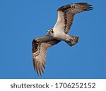 Osprey in Flight Looking at Camera