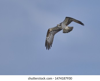 Osprey In Flight, Looking For Prey